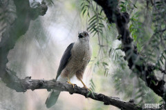 CoopersHawk5255_wm-protected-intensity-DEFAULT-V2