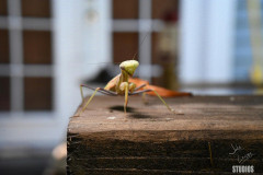 Mantis1751_wm-protected-intensity-DEFAULT-V2