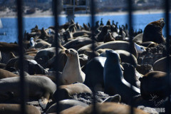 MontareySeaLions1315_wm-protected-intensity-DEFAULT-V2