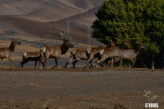 SanLuisElk1142_wm-protected-intensity-DEFAULT-V2