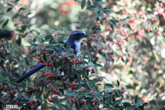 ScrubJay2339_wm-protected-intensity-DEFAULT-V2
