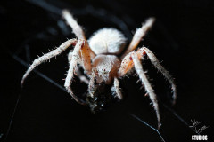 Spider6378_wm-protected-intensity-DEFAULT-V2
